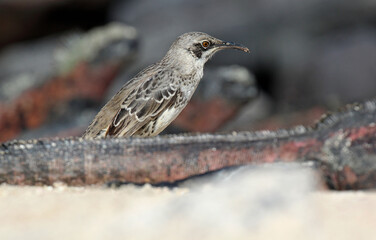 Hood Mockingbird, Mimus macdonaldi