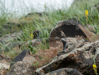 Finsch's Wheatear, Oenanthe finschii