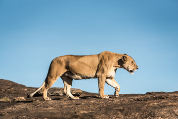Female lion in Kenya Masai Mara reserve