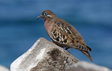 Galapagos Dove, Zenaida galapagoensis