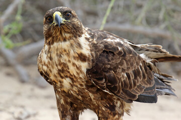 Galapagos Hawk, Buteo galapagoensis