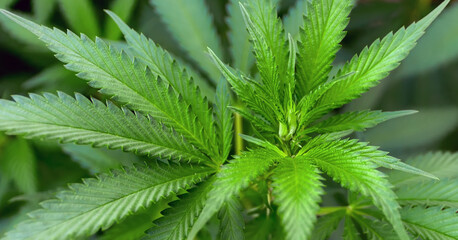 Fototapeta na wymiar Cannabis green leaves organic foliage bush