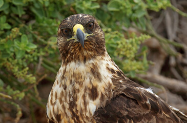 Galapagos Hawk, Buteo galapagoensis
