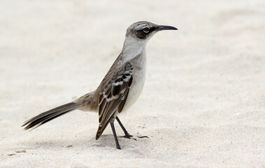 Galapagos Mockingbird, Mimus parvulus