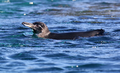 Galapagos Penguin, Spheniscus mendiculus