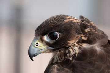 Close up of a hawk from Qatar.