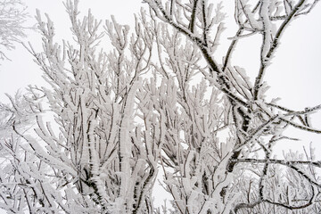 Winter hike in snow from Wilhelmsdorf on the Hoechsten on Lake Constance