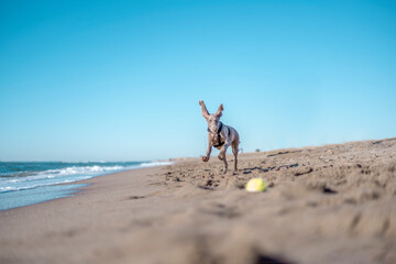 Fototapeta na wymiar Weimaraner, weimaraner puppy, playing with a tennis ball on the beach
