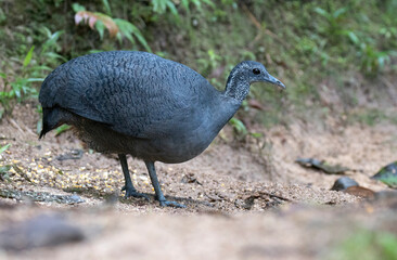 Grey Tinamou, Tinamus tao kleei