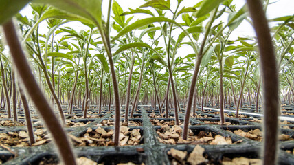 Agricultural seedbed with poinsettias and tomatoes