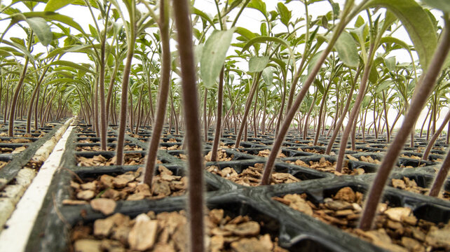 รูปภาพSeedbed – เลือกดูภาพถ่ายสต็อก เวกเตอร์ และวิดีโอ8,202 | Adobe Stock