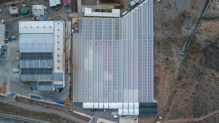 Agricultural seedbed with poinsettias and tomatoes