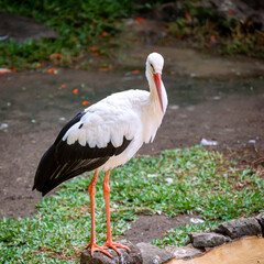 white stork ciconia