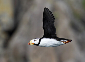 Horned Puffin, Fratercula corniculata