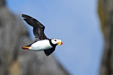 Horned Puffin, Fratercula corniculata