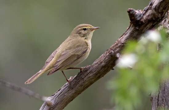 Iberian Chiffchaff, Phylloscopus Ibericus