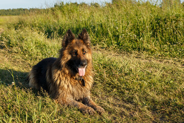 Obraz na płótnie Canvas German shepherd dog lies on green grass in sunlight.