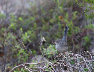 Marmora's Warbler, Sylvia sarda