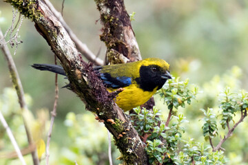 Masked mountain Tanager, Buthraupis wetmorei
