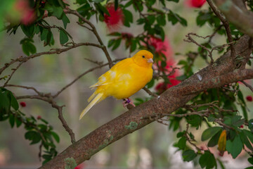 yellow canary,Crithagra flaviventris