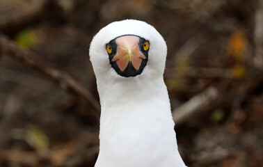Nazca Booby, Sula granti