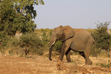 Afrikanischer Elefant / African elephant / Loxodonta africana