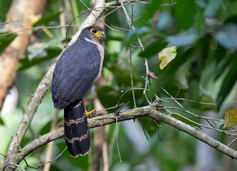 Slaty-backed forest Falcon, Micrastur mirandollei