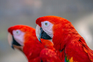 scarlet macaw ,Ara macao