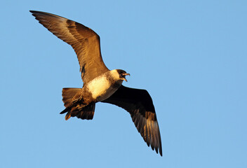 Pomarine Skua, Stercorarius pomarinus