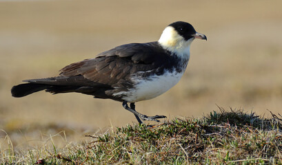 Pomarine Skua, Stercorarius pomarinus