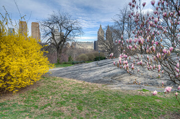 Central Park in spring