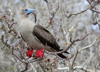 Red-footed Booby, Sula sula websteri