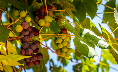 Grapes on a vine.