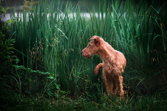 Red dog stands in the grass and hunts.