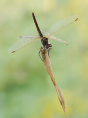Early in the morning dragonfly on a blade of grass dries its wings from dew under the first rays of the sun before flight