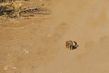 Schlankmanguste / Slender mongoose / Galerella sanguinea