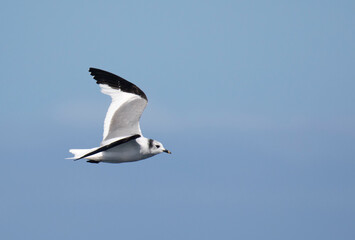 Sabine's Gull, Xema sabini