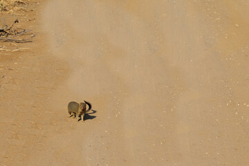 Schlankmanguste / Slender mongoose / Galerella sanguinea