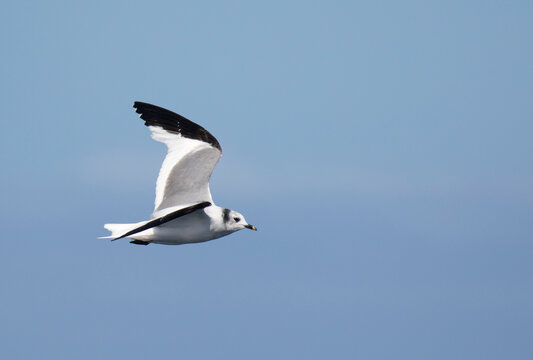 Sabine's Gull, Xema sabini