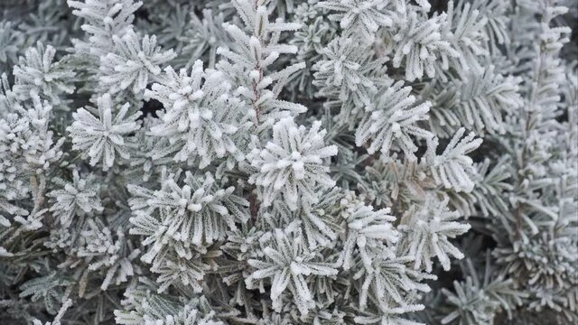 Coniferous branches covered with hoarfrost. Close up.