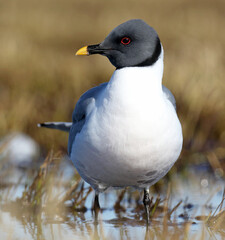 Sabine's Gull, Xema sabini