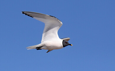 Fototapeta premium Sabine's Gull, Xema sabini