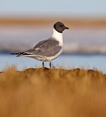 Sabine's Gull, Xema sabini