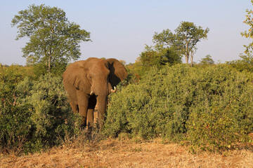 Obraz premium Afrikanischer Elefant / African elephant / Loxodonta africana