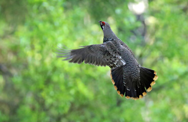 Spruce Grouse, Falcipennis canadensis