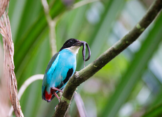 Azure-breasted Pitta, Pitta steerii