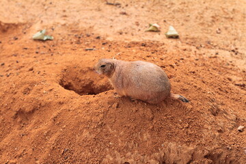 prairie dog in the zoo
