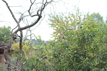 tree