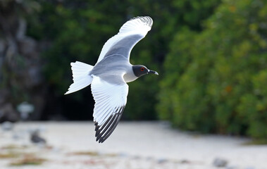 Swallow-tailed Gull, Creagrus furcatus