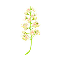 Chestnut Plant Blossoming White Flowers with Pink Blotch on Petals Vector Illustration
